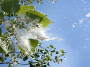 tree-pollen-blowing-in-a-blue-sky
