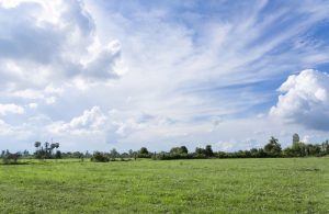 summer-field-and-sky