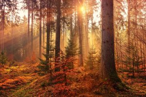 autumn-forest